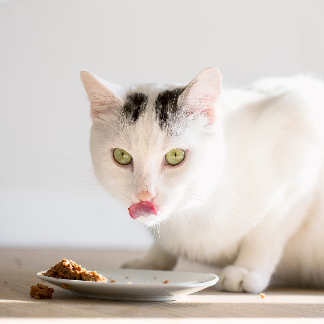 Alimento Para Gatos Natural Cocido Sabor Pollo 500 Gr