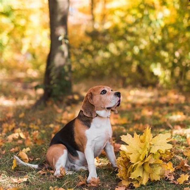 ¿Cuanta comida debo darle a mi Perrito?