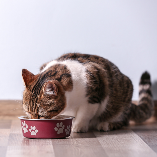 Alimento Para Gatos Natural Cocido Sabor Salmón 500 Gr