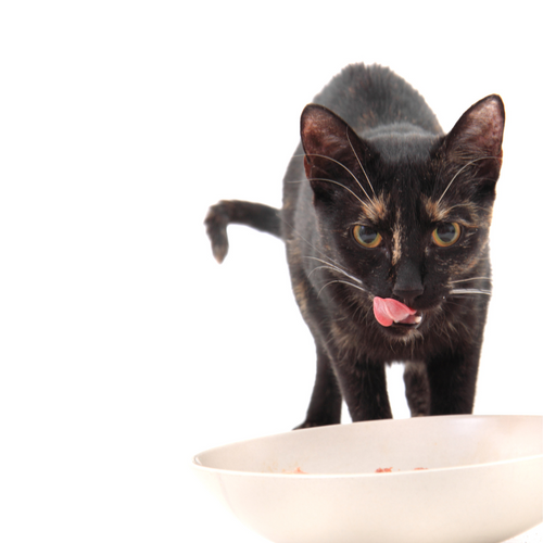 Alimento Para Gatos Natural Cocido Sabor Salmón 500 Gr