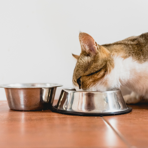 Alimento Para Gatos Natural Cocido Sabor Salmón 500 Gr