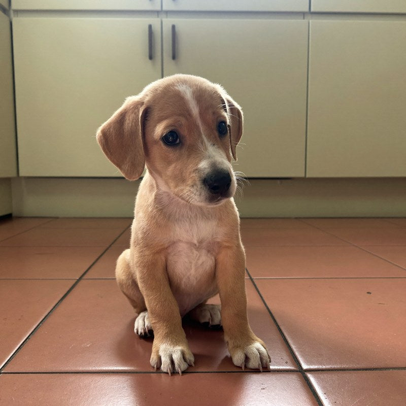 Cachorro claro sentado mirando a la cámara