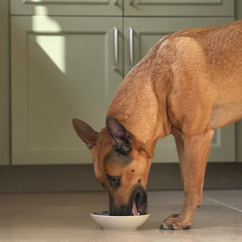 Perro café comiendo de su plato