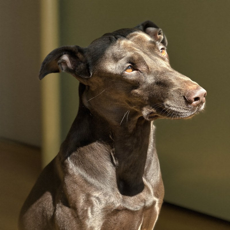Perro de pelo corto y brillante de perfil, a contraluz